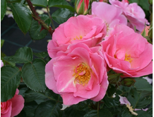 Пинк Робуста (Pink Robusta) роза