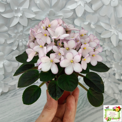 Н-Дюймовочка (Н. Бердникова)