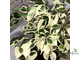 Ficus Benjamina De Gantel / фикус Бенджамина Де гантель