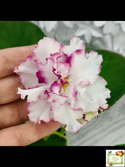 ВаТ-Волшебная Сказка (Т.Валькова) 2019 г.