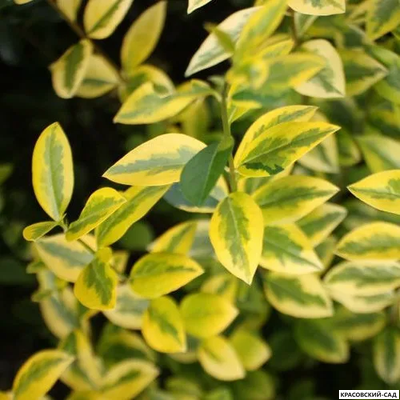 Бирючина Ауреа - Aurea