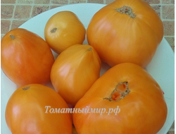 Томат Регби оранжевый (Rugby orange, США)