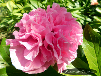 Пион Carnation Bouquet (Карнейшен Букет)