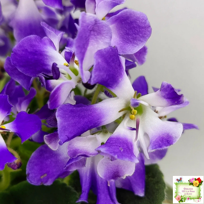 LV-Элизабет (Л. Шевелева) 2023 г.(лист посажен 29.01.26)