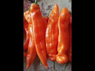 Перец сладкий Оранжевый длинный голландец