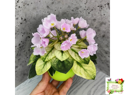 Н-Принцесса на Горошине (Н. Бердникова) 2014 г.