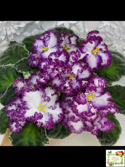 АВ-Навсегда (Фиалковод) 2021 г. (лист посажен 03.11.25)