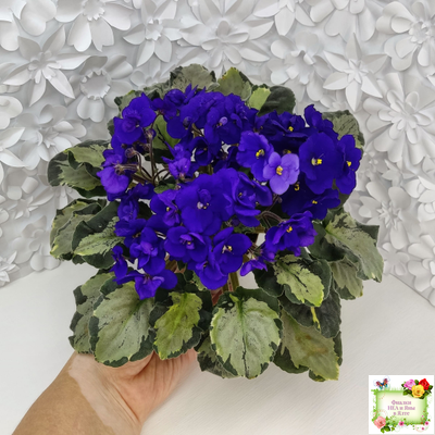 Harmony's Little Stinker (Harmony) листовая химера (пасынок сорт укоренённый)