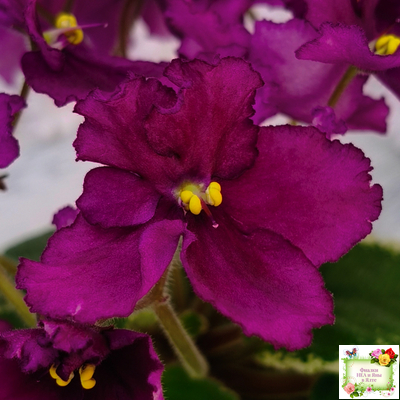 ЛЕ-Адреналин (Е. Лебецкая) 2020 г.