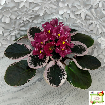 Rivermist Zeeva (J. Baker) (лист с детками укоренённый)