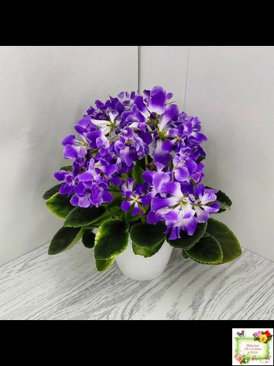 LV-Элизабет (Л. Шевелева) 2023 г.(лист посажен 29.01.26)