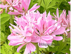 Пеларгония Ирида Клевер на Удачу