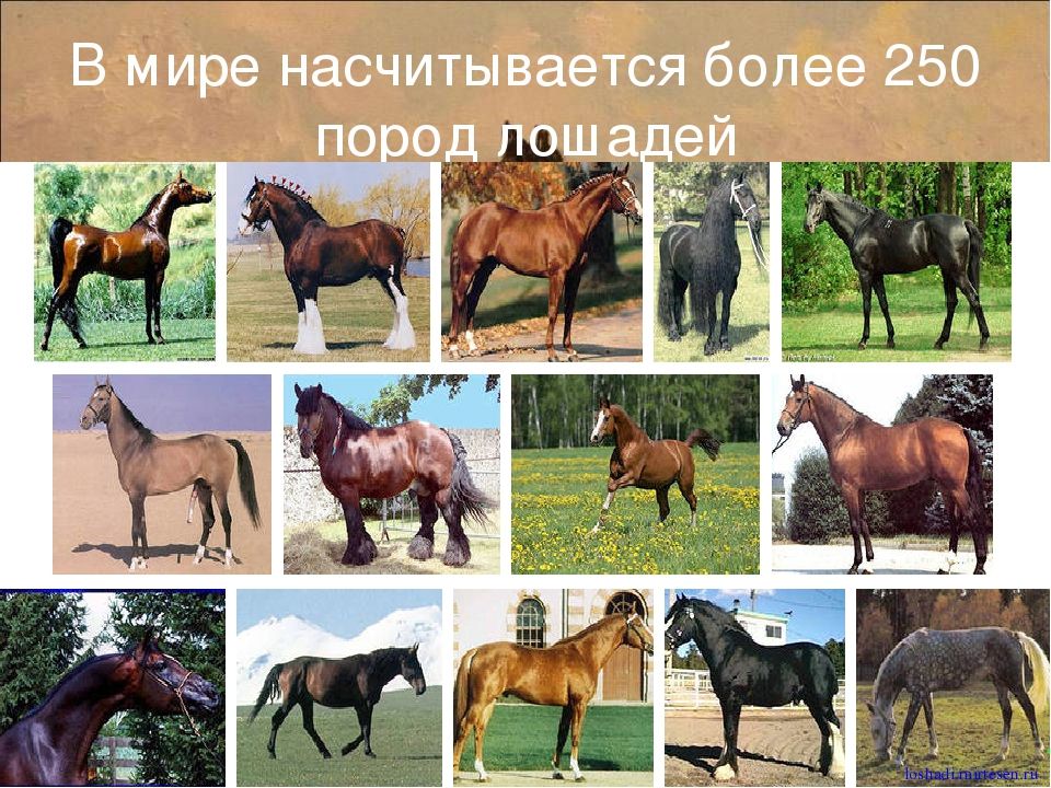 Интересные факты о лошадях для детей. Описание лошади. Информация о лошадях. Лошадь окружающий мир. Лошадь окружающий мир.