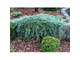 Можжевельник горизонтальный Айси Блю (Juniperus horizontalis Icee Blue), 2,0 л