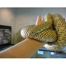 Королевская змея флоридская