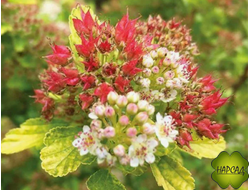 Пузыреплодник "РАСБЕРРИ ЛИМОНАД" (карликовый)