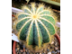 Eriocactus magnificus - 5 семян