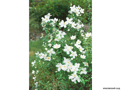 Чубушник венечный Лемуана Монблан - фото в ландшафте - красовский-сад.рф