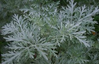 Полынь таврическая (Artemisia taurica), трава, Крым (30 мл) - 100% натуральное эфирное масло
