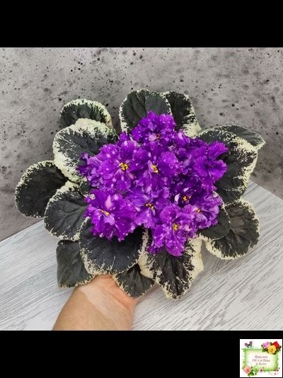 ВаТ-Шоколадное Настроение (Т. Валькова) 2019 г.