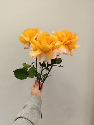 Букет из 3 французских роз