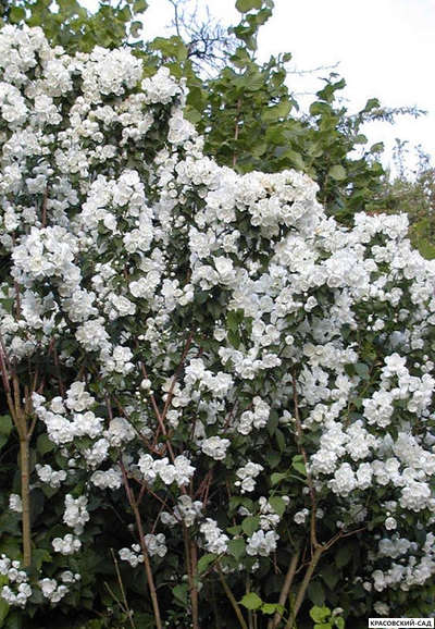 Чубушник венечный Belle etoile - фото в саду - красовский-сад.рф