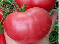 Томат Памяти Корнеева