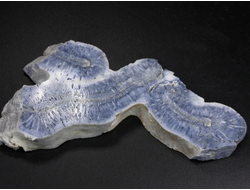 Коралл голубой Акори, Австралия (109*52*11 мм, 58 г) №37713