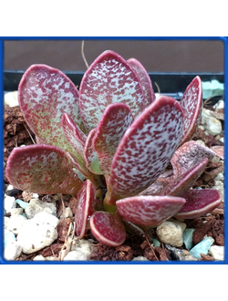 Adromischus trigynus, Griekwastad