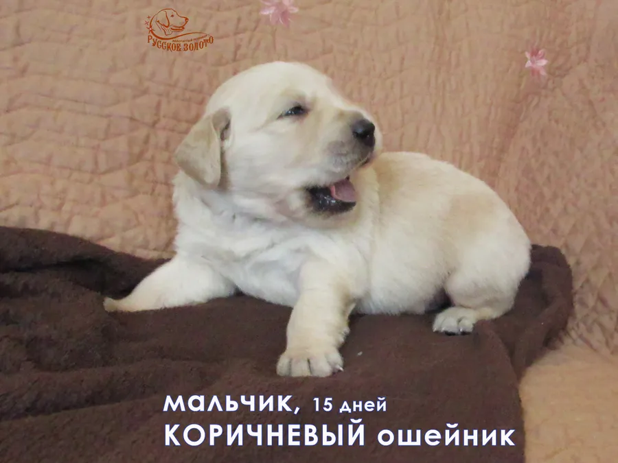 Мальчик с коричневым ошейничком, 15 дней
