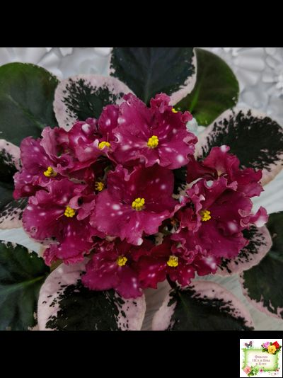 Rivermist Zeeva (J. Baker) (лист с детками укоренённый)