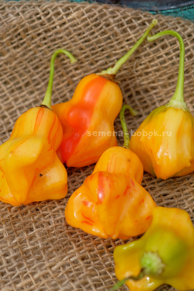 Перец острый Zebrange (Зебранж), 10 шт
