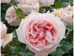 Афродита ( Aphrodite ), Ч/Г, Tantau .