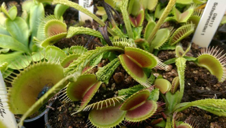 Dionaea muscipula "Schuppenstiel"