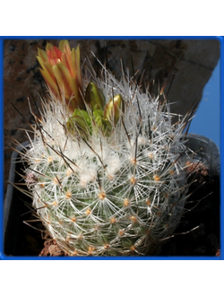 Gymnocactus subterraneus v. zaragosae