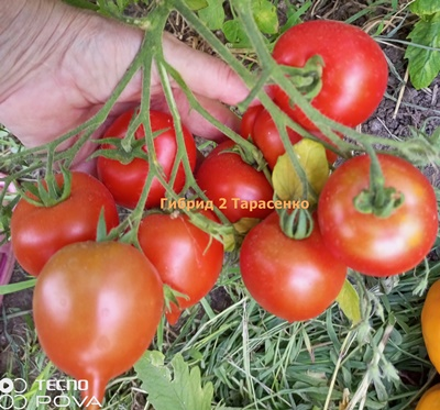 Томат Гибрид №2 Тарасенко