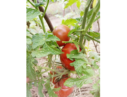 Томат Дикий картофельный лист (Dwarf Wild Spudleaf)