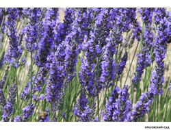Лаванда широколистная  - latifolia