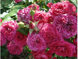 Домен де сен жан де Борегар (Domaine de St Jean de Beauregard), Delbard