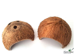 FF Cocos Cava 1/2 - Укрытие декоративное из кожуры кокоса (половинка)