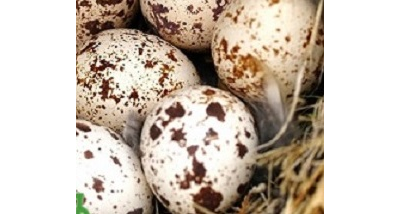 Перепелиные яйца фермерские натуральные купить от фермера