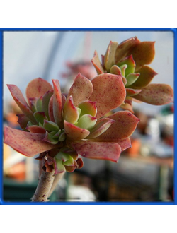 Graptopetalum fruticosum
