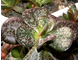 Adromischus maculatus (плоский) - растение