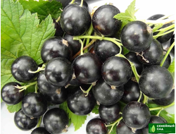 Смородина черная "Гулливер"