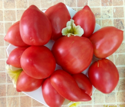 Томат Остроконечник СШA (USA Pointue)