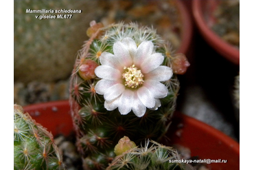 Mammillaria schiedeana v. giselae ML 677 