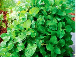 Мелисса лекарственная Mandarina Orange scented, p9