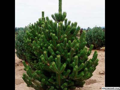 Сосна черная Орегон Грин - Oregon Green