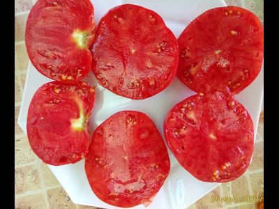 Томат Новое поколение Бурчема (Burcham's New Generation) США