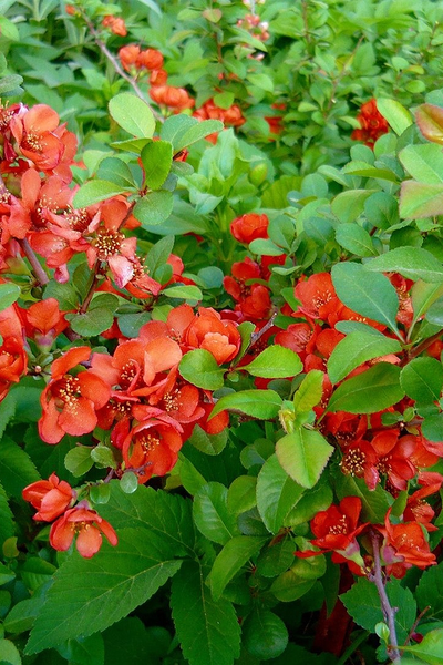 Айва (Хеномелес японский)